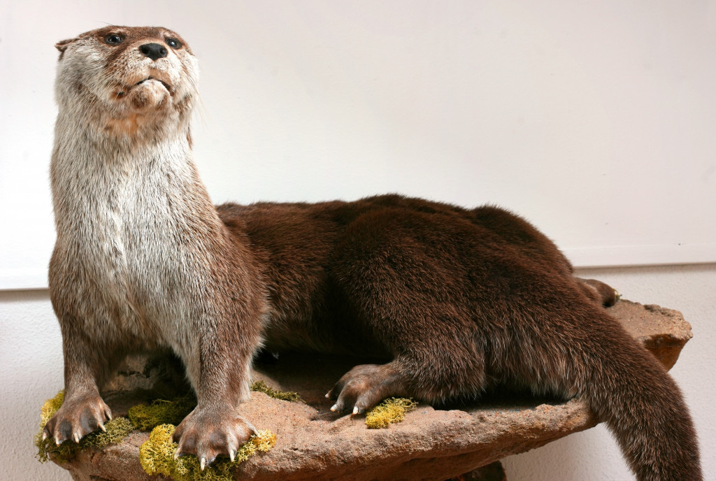 Otter Taxidermy