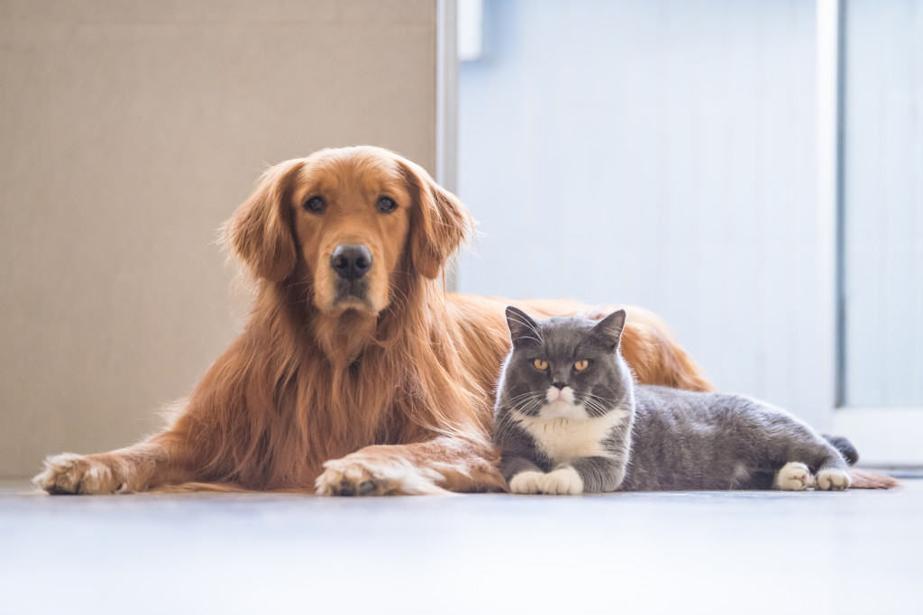 dog and cat sitting side by side