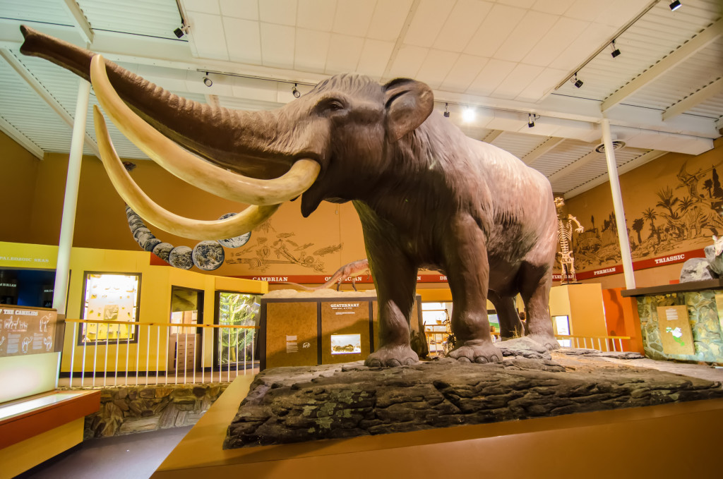 A display of a tusked animal in a museum.