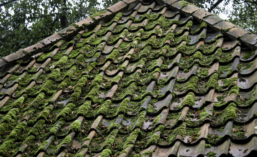 growing algae on top of the roof